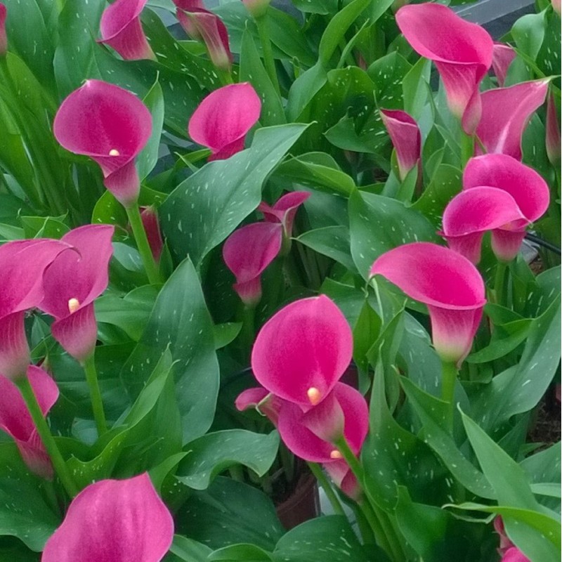 Zantedeschia 'Cheerio'