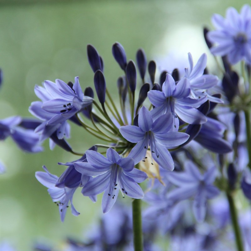 Agapanthus 'Dr. Brouwer'