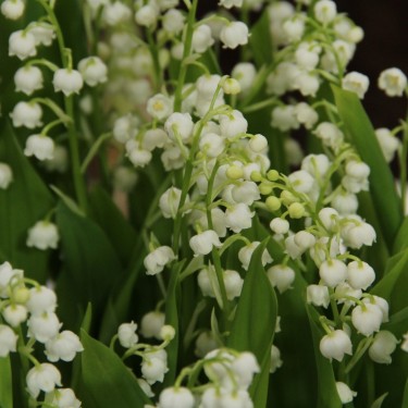Convallaria majalis 