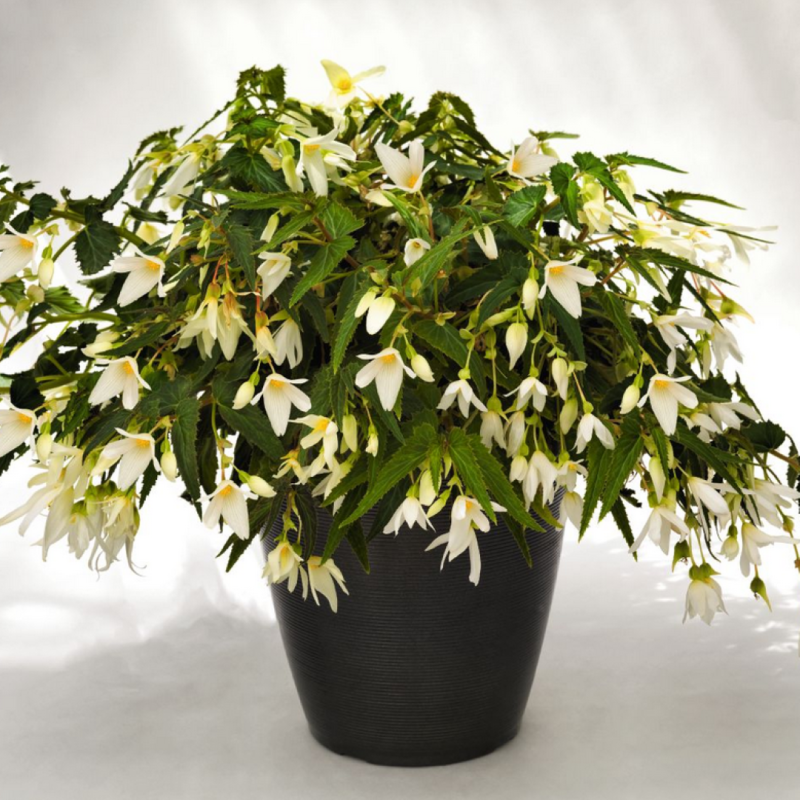 Begonia Bertinii boliviensis 'Santa Barbara'