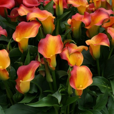 Zantedeschia 'Osorno'