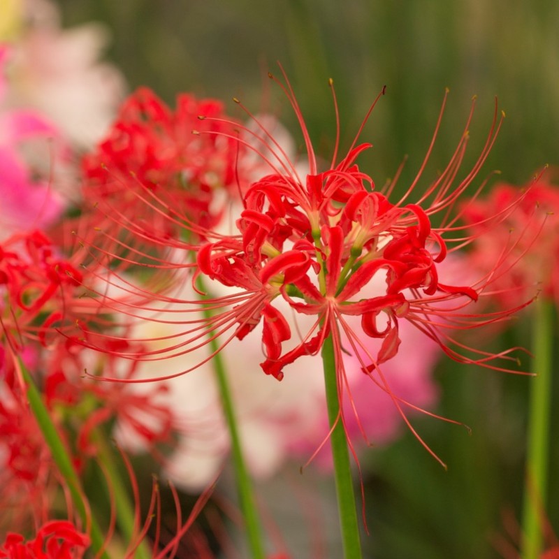 Lycoris radiata 
