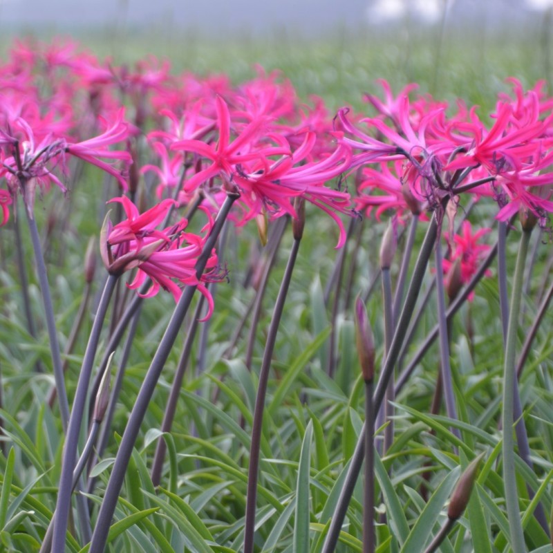 Amarine Belladiva 'Tomoko'