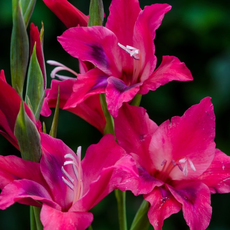 Gladiolus nanus 'Vulcano'