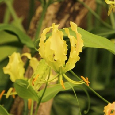 Gloriosa 'Lutea'