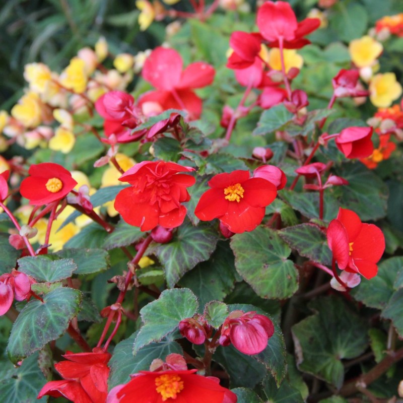 Begonia multiflora 'Flamboyant'