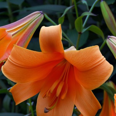 Lilium 'African Queen'