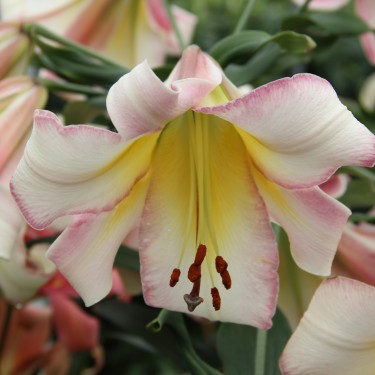 Lilium 'Beijing Moon' 