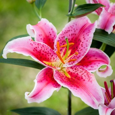 Lilium 'Stargazer'