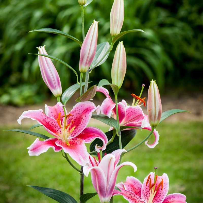 Lilium 'Stargazer'