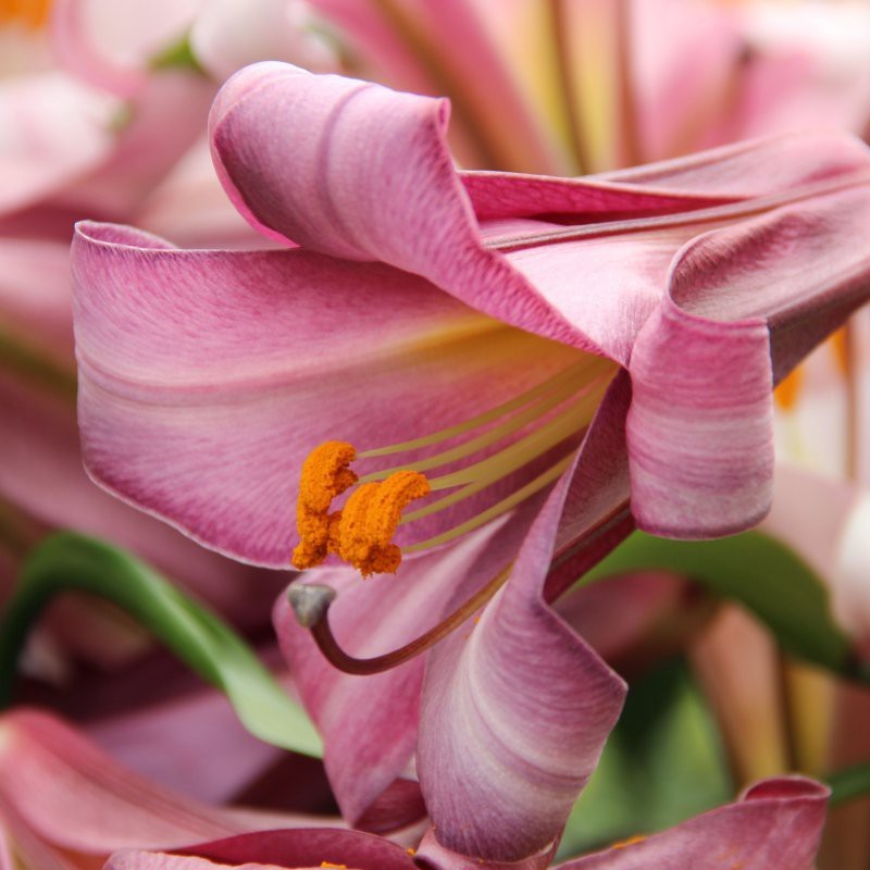 Lilium 'Pink Perfection'
