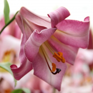 Lilium 'Pink Perfection'