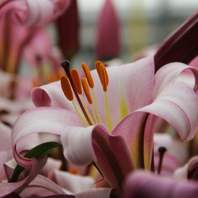 Lilium 'Pink Perfection'