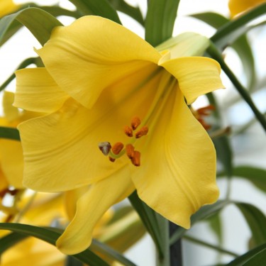 Lilium 'Golden Splendour'