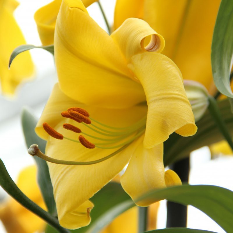 Lilium 'Golden Splendour'