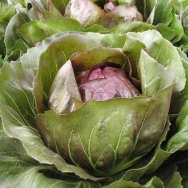 Radicchio Rosso 'Leonardo F1' -zaden-