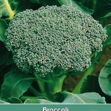 Broccoli Groene Calabrese -zaden-