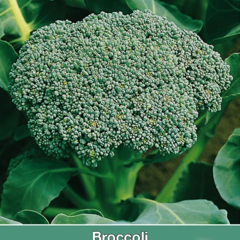 Broccoli Groene Calabrese -zaden-