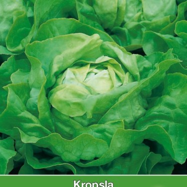 Kropsla Appia -zaden-