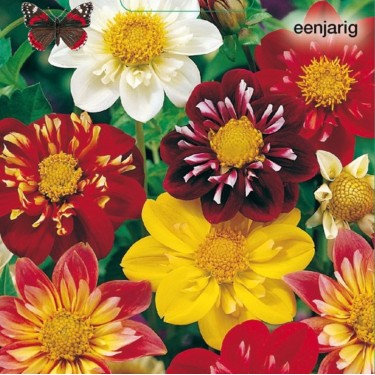 Dahlia variabilis 'Dandy' -zaden-