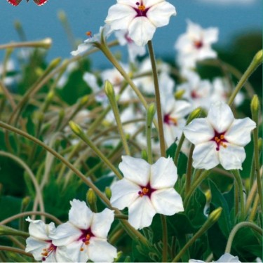 Mirabilis longiflora -zaden-