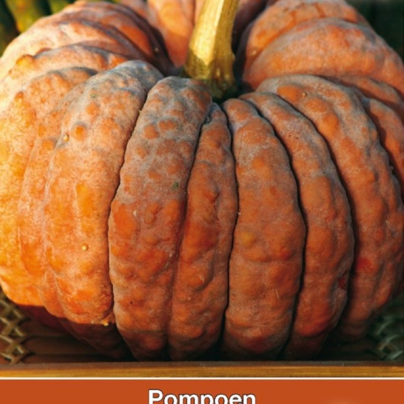 Cucurbita moschata Futtsu Black Early -zaden-