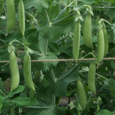 Sugar snap 'Nairobi', Pisum sativum -zaden-