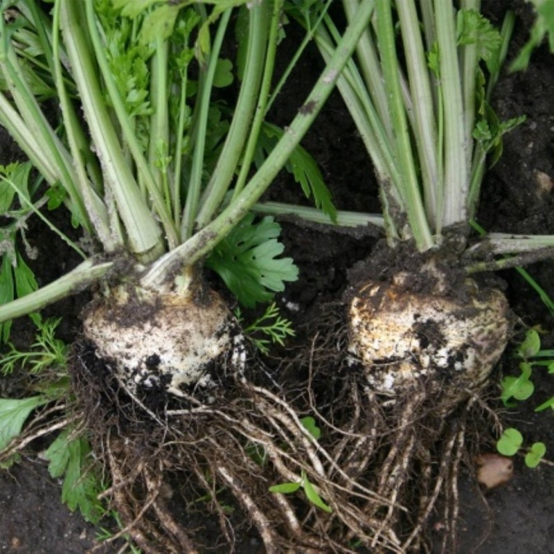 Wortelpeterselie 'Halflange' -zaden-