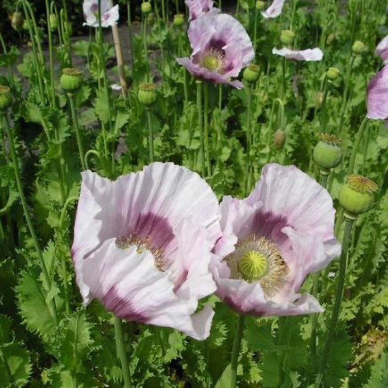 Papaver somniferum Blauwmaanzaad -zaden-