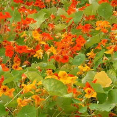 Tropaeolum majus Oost-Indische kers, rankend -zaden-