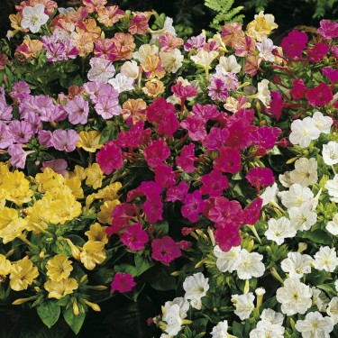 Mirabilis jalapa 