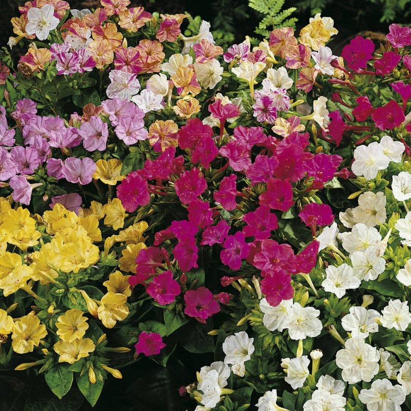 Mirabilis jalapa 