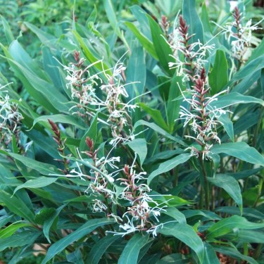 Hedychium villosum var. tenuiflorum 