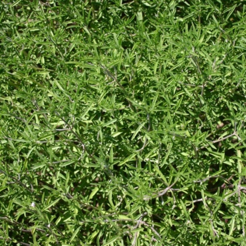 Bonenkruid, Satureja hortensis -zaden-