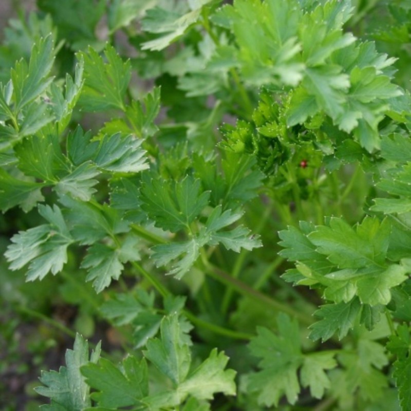Peterselie,  Petroselinum crispum 'Gewone Snij 3' -zaden-