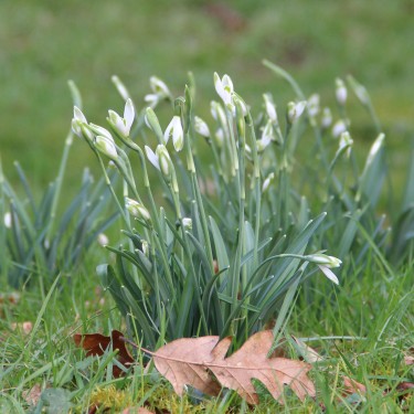 Galanthus 'Viridapice' -in the green-