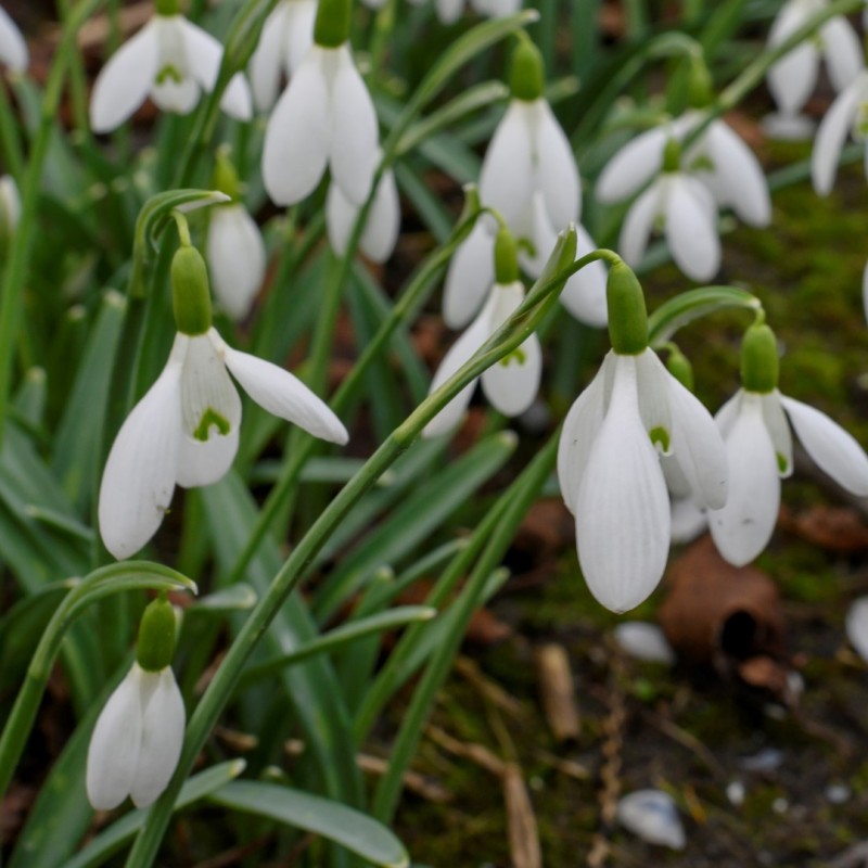 Galanthus 'Christmas Wish'