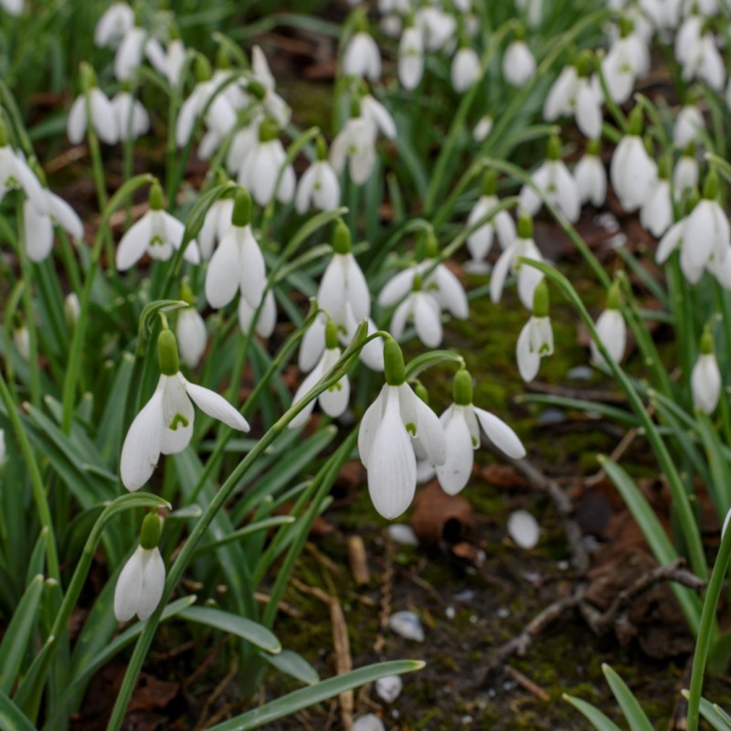 Galanthus 'Christmas Wish'