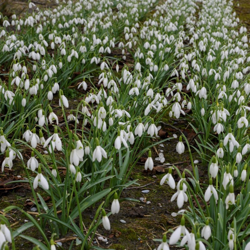 Galanthus 'Christmas Wish'