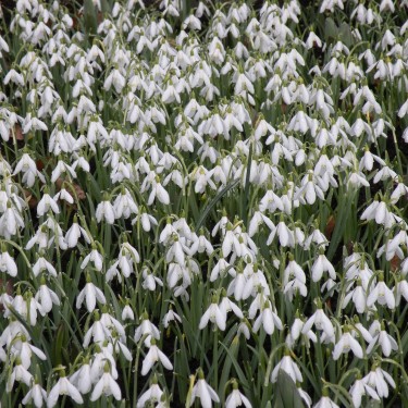 Galanthus nivalis -in the green-