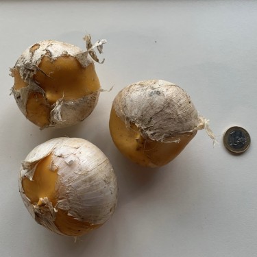 Allium altissimum 'Goliath'