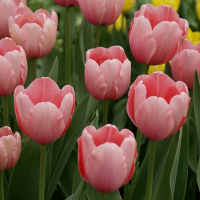 Tulipa 'Salmon Impression'