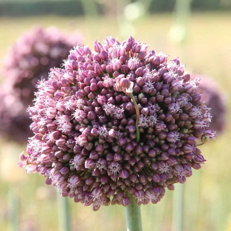 Allium ampeloprasum 'Purple Mystery'