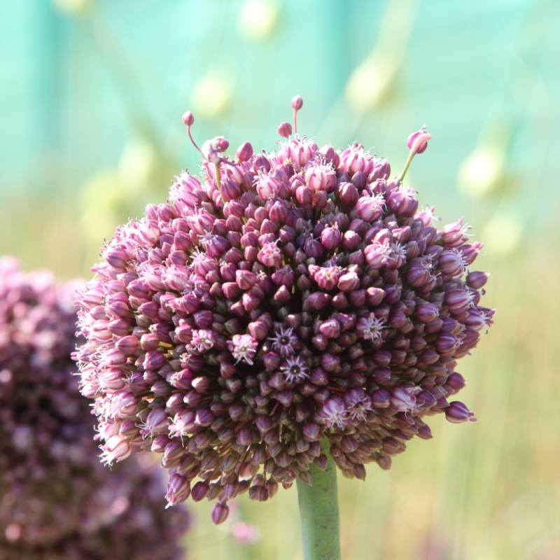 Allium ampeloprasum 'Purple Mystery'