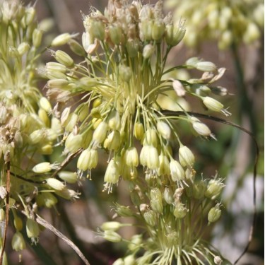 Allium flavum subsp. tauricum