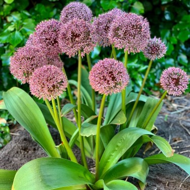 Allium 'Lucky Balloons'