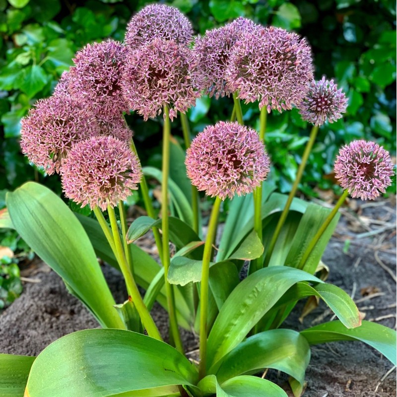 Allium 'Lucky Balloons'