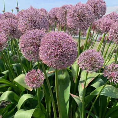 Allium 'Lucky Balloons'