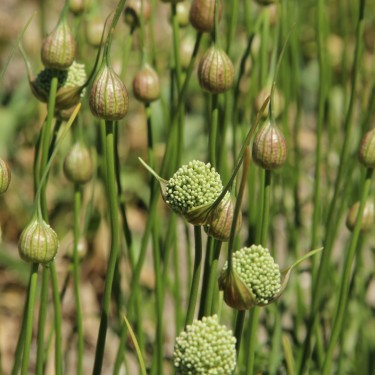 Allium myrianthum