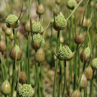 Allium myrianthum